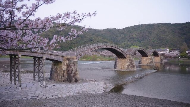 4k Spring Sakura over Kintaikyo Bridge in Iwakuni, Slow Motion Pan Shot