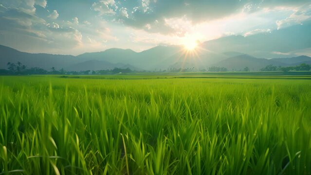 Green rice paddies in the morning sun