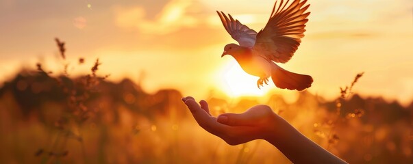 releasing a dove into a golden sunset, a powerful metaphor for peace and freedom - obrazy, fototapety, plakaty