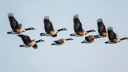 Geese Flying in V Formation