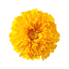 Marigold blossom on transparent background. Generative ai design.