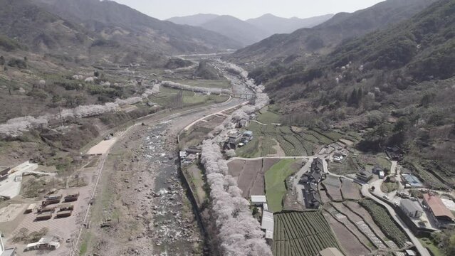 Cerisiers en fleurs en Cor&eacute;e du Sud au printemps