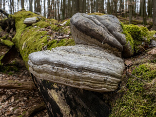 Obraz premium Baumpilz