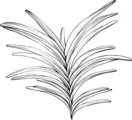 Tropical leaf hand drawn. Black and white engraved ink art. Isolated illustration element on white background.