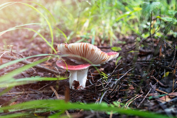 Cheeseberry mushrooms in the forest in the sunlight.