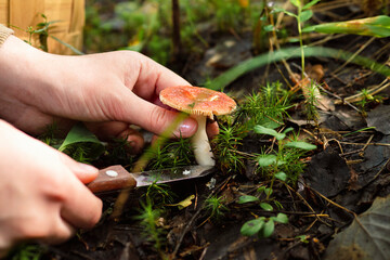 Man cuts a mushroom with a knife , concept of rest, walking in the woods