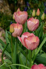 Bright light pink yellow color country Darwin tulips in bloom, bouquet of springtime flowering plants in the ornamental garden