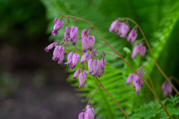 Dicentra eximia fringed bleeding heart beautiful springtime flowers in bloom, ornamental pink purple flowering plants