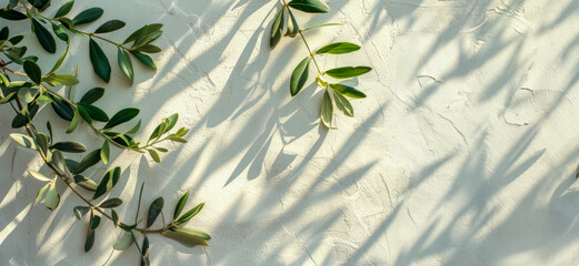 A leafy olive tree casts a shadow on a white wall
