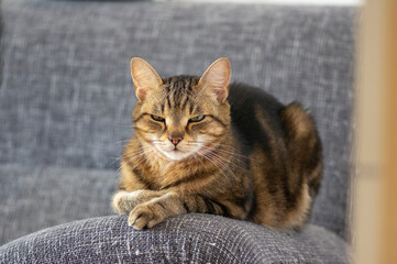 Lazy marbe domestic cat on gray sofa, eye contact, cute smart lime eyes on tabby face, handsome boy