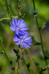 Cichorium intybus Common chicory wild bright blue flower in bloom, perennial herbaceous flowering plant