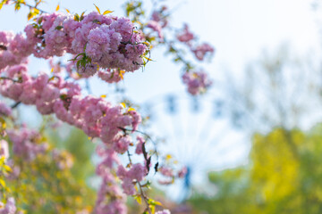 Delicate pink sakura in full bloom. Beautiful petals against the blue sky. Spring nature, bloom, beauty, macro. Bright pink flowers on tree branches. Spring Park