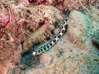 ヒリゾ浜の不思議なモヨウモンガラドオシ（ウミヘビ科）。

静岡県伊豆半島賀茂郡南伊豆町中木から渡し船で渡るヒリゾ浜にて。
2023年1水中撮影。

The mysterious Tiger snake eel (Myrichthys maculosus). 

At Hirizohama beach, by ferry from Nakagi, Minami-Izu-cho,  Izu Penin