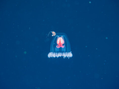 ヒリゾ浜の不老不死と言われる不思議なベニクラゲ（ベニクラゲモドキ科）とクラゲライダー（ヨコエビ？）。

静岡県伊豆半島賀茂郡南伊豆町中木から渡し船で渡るヒリゾ浜にて。
2023年水中撮影。


The mysterious Immortal jellyfish (Turritopsis nutricula) are said to live forever and Jellyfish Riders