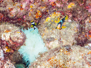 ヒリゾ浜の美しいイソギンチャクの可愛いクマノミの幼魚（クマノミ亜科）のペア。

静岡県伊豆半島賀茂郡南伊豆町中木から渡し船で渡るヒリゾ浜にて。
2023年水中撮影。


A pair of lovely Yellowtail clownfish (Amphiprion clarkii) juvenile in Beautiful Sea Anemones.

At Hirizohama beach