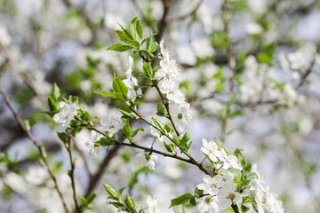 White flower flakes. Blooming tree. Prunus Spinosa. Closeup macro with shallow depth of field. Spring bloom. Floral background. Tree branch isolated. Springtime outdoor. Artistic early flowers. - obrazy, fototapety, plakaty
