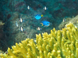 ヒリゾ浜の美しいテーブルサンゴと可愛いナンヨウハギ（ニザダイ科）フタスジリュウキュウスズメダイ、ミツボシクロスズメダイ（スズメダイ科）の幼魚他。

静岡県伊豆半島賀茂郡南伊豆町中木から渡し船で渡るヒリゾ浜にて。
2023年水中撮影。


A Lovely Palette surgeonfish (Paracanthurus hepatus) and Reticulated Dascyllus (D