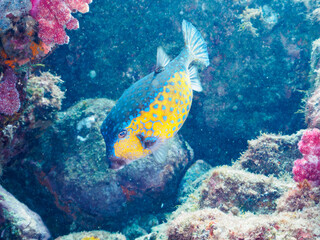 水中洞窟にいる美しいハコフグ（ハコフグ科）。

静岡県伊豆半島賀茂郡南伊豆町中木から渡し船で渡るヒリゾ浜にて。
2023年水中撮影。


The Beautiful Boxfish in underwater cave.

At Hirizohama beach, by ferry from Nakagi, Minami-Izu-cho,  Izu Peninsula, Shizuoka Pref