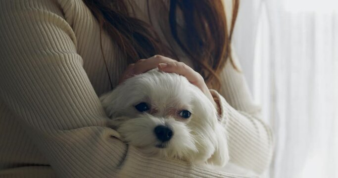 Maltese is held in his owner's arms at home