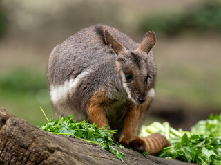 Obraz premium Känguru