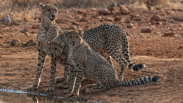 Gepard-Familie