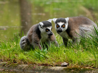 Lemuren - obrazy, fototapety, plakaty