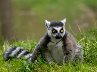 Fototapeta premium Lemuren