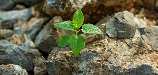 A small green plant is growing in a rocky area