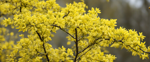 beautiful yellow flowering forsythia shrub in spring, closeup with copy space, background 