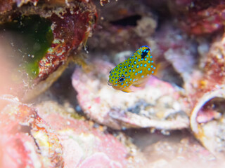 ヒリゾ浜の宝石のように美しいルリホシスズメダイ（スズメダイ科）の幼魚。

静岡県伊豆半島賀茂郡南伊豆町中木から渡し船で渡るヒリゾ浜にて。
2023年水中撮影。


The Beautiful Jewel Damsel (Stegastes lacrymatus) juvenile. 

At Hirizohama beach, by ferry from Nakagi, Minami-Izu-ch