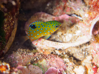 ヒリゾ浜の宝石のように美しいルリホシスズメダイ（スズメダイ科）の幼魚。

静岡県伊豆半島賀茂郡南伊豆町中木から渡し船で渡るヒリゾ浜にて。
2023年水中撮影。


The Beautiful Jewel Damsel (Stegastes lacrymatus) juvenile. 

At Hirizohama beach, by ferry from Nakagi, Minami-Izu-ch