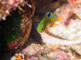 ヒリゾ浜の宝石のように美しいルリホシスズメダイ（スズメダイ科）の幼魚。

静岡県伊豆半島賀茂郡南伊豆町中木から渡し船で渡るヒリゾ浜にて。
2023年水中撮影。


The Beautiful Jewel Damsel (Stegastes lacrymatus) juvenile. 

At Hirizohama beach, by ferry from Nakagi, Minami-Izu-ch