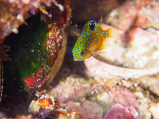 ヒリゾ浜の宝石のように美しいルリホシスズメダイ（スズメダイ科）の幼魚。

静岡県伊豆半島賀茂郡南伊豆町中木から渡し船で渡るヒリゾ浜にて。
2023年水中撮影。


The Beautiful Jewel Damsel (Stegastes lacrymatus) juvenile. 

At Hirizohama beach, by ferry from Nakagi, Minami-Izu-ch