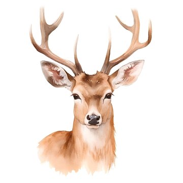 Watercolor portrait of a wild deer with antlers on a white background