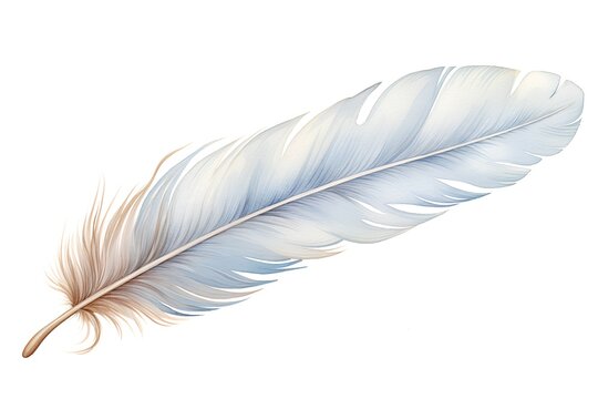 Feather of a bird on a white background. Watercolor illustration
