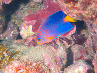 ヒリゾ浜の美しいレンテンヤッコ（キンチャクダイ科）の幼魚他。

静岡県伊豆半島賀茂郡南伊豆町中木から渡し船で渡るヒリゾ浜にて。
2023年水中撮影。


The Beautiful Japanese angelfish (Centropyge interruptus) juvenile and others. 

At Hirizohama beach, by ferry from Nakagi,