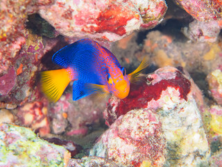 ヒリゾ浜の美しいレンテンヤッコ（キンチャクダイ科）の幼魚他。

静岡県伊豆半島賀茂郡南伊豆町中木から渡し船で渡るヒリゾ浜にて。
2023年水中撮影。


The Beautiful Japanese angelfish (Centropyge interruptus) juvenile and others. 

At Hirizohama beach, by ferry from Nakagi,