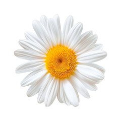 Daisy flower. Isolated on transparent background. 