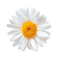 Fototapeta premium Daisy flower. Isolated on transparent background. 