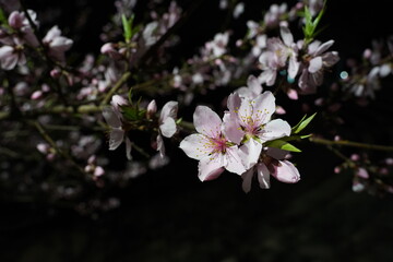 cherry blossom petals in the dark night