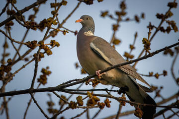 A common wood pigeon sits on a branch on a sunny spring evening.	