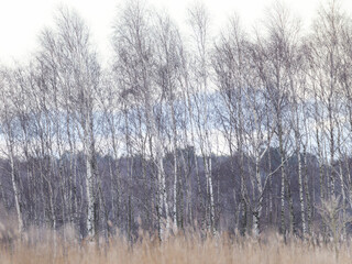 Birch trees in line  , reegds