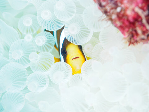 ヒリゾ浜の美しいイソギンチャクに住む可愛いクマノミの幼魚（クマノミ亜科）。

静岡県伊豆半島賀茂郡南伊豆町中木から渡し船で渡るヒリゾ浜にて。
2023年水中撮影。


Lovely Yellowtail clownfish (Amphiprion clarkii) juvenile in Beautiful Sea Anemones.

At Hirizohama beach, by ferry 