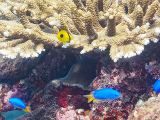 トガイ浜の美しいテーブルサンゴに住む可愛いトノサマダイ（チョウチョウウオ科）とソラスズメダイ（スズメダイ科）の群れ他。

静岡県伊豆半島賀茂郡南伊豆町中木から渡し船で渡るヒリゾ浜にて。
2023年水中撮影。
The Lovely Blueblotch Butteflyfish and a school of Heavenly Damselfish and others in beautiful T