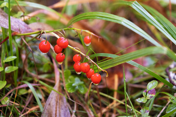 Red berries of faded lily of the valley in autumn in the forest
