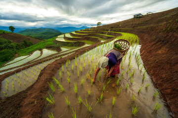 Farmers grow rice in the rainy season. Farmers farming on rice terraces. Tribal woman, farmer, with paddy rice terraces. - obrazy, fototapety, plakaty