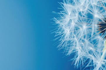 Abstract Plant Close Up: Dandelion on Blue Background in Soft Macro