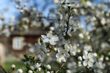 Spring bloom: blossoming cherry trees against the backdrop of a country house