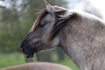 Closeup of a horse in a windy field