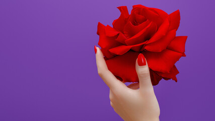 Classic red nails with red rose flower . Red manicure on long sharp nails closeup on a color...
